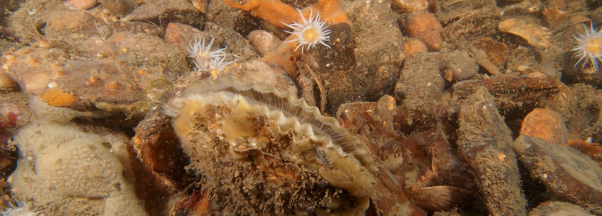 Wystrys Brodorol