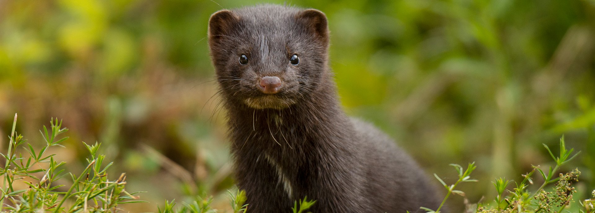 Rhywogaethau Ymledol