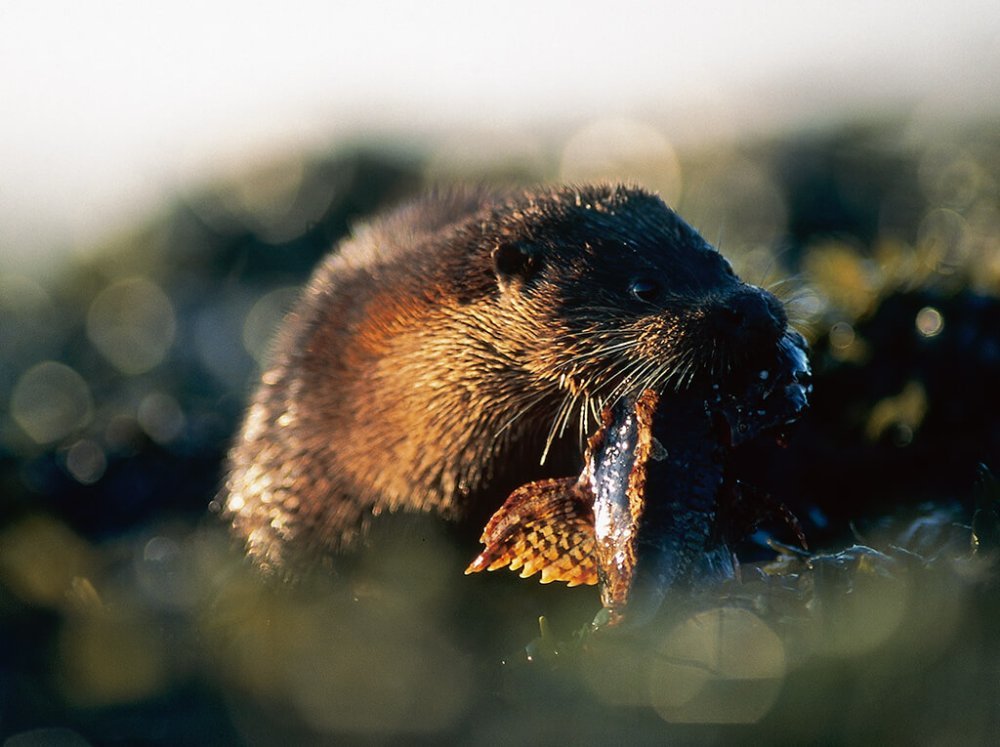 Otters