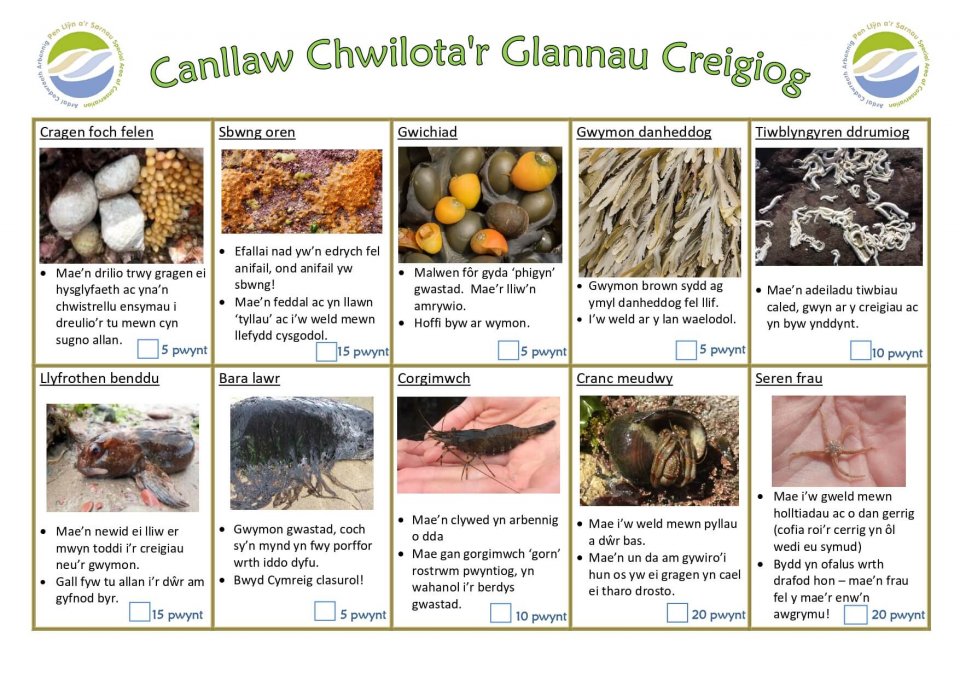 Rocky Shore Spotter’s Guide