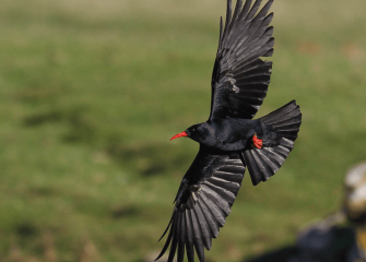 Choughs