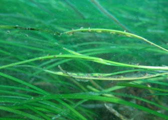 Seagrass
