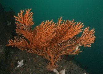 Pink Sea Fan